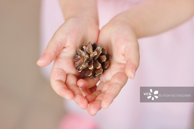 儿童手中拿着松果特写图片素材