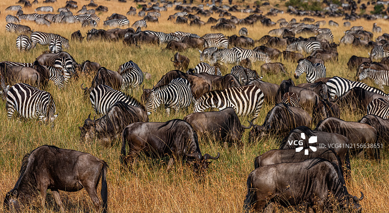 牛羚群与原野斑马群在大迁徙中图片素材