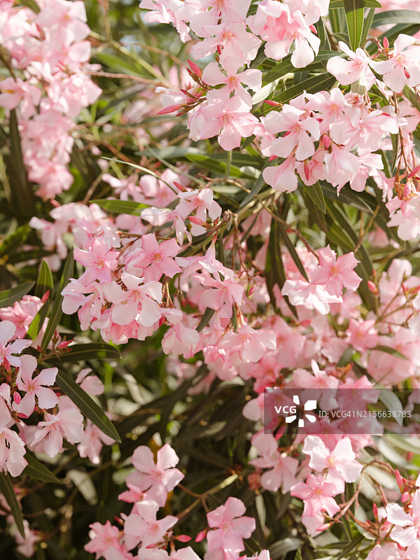 盛开的粉色夹竹桃灌木图片素材