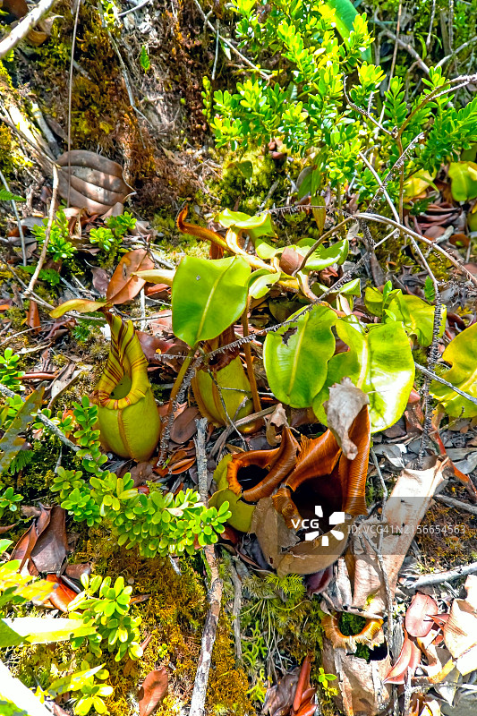 高角度拍摄的马来西亚沙捞越巴里奥普隆陶国家公园的猪笼草图片素材