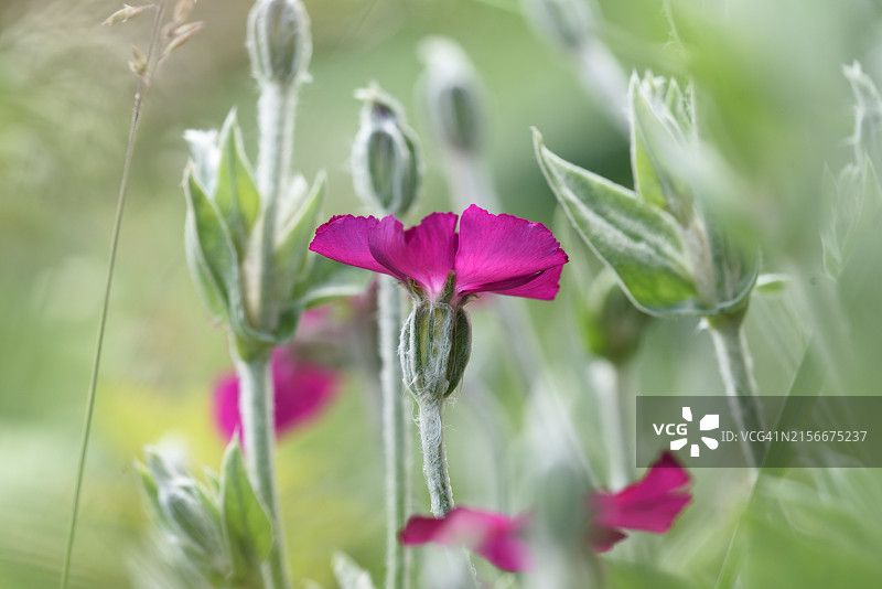 红花女娄菜图片素材