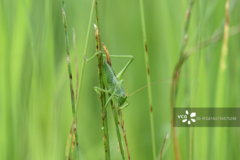 蚱蜢图片素材
