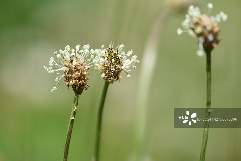 车前草图片素材