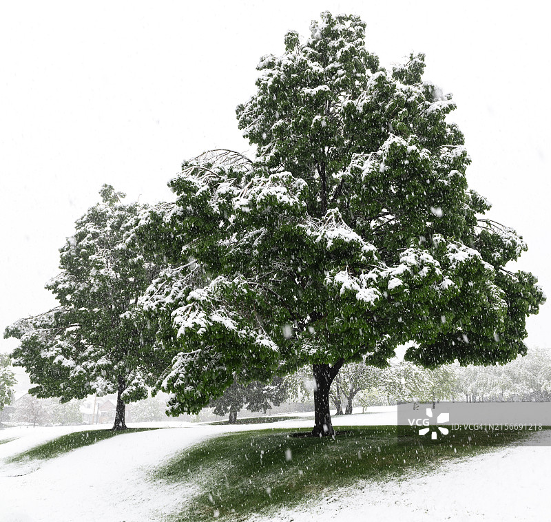 绿色春季雪影图片素材