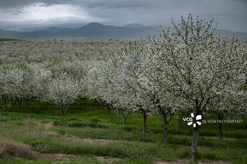 山丘上的樱花盛开图片素材