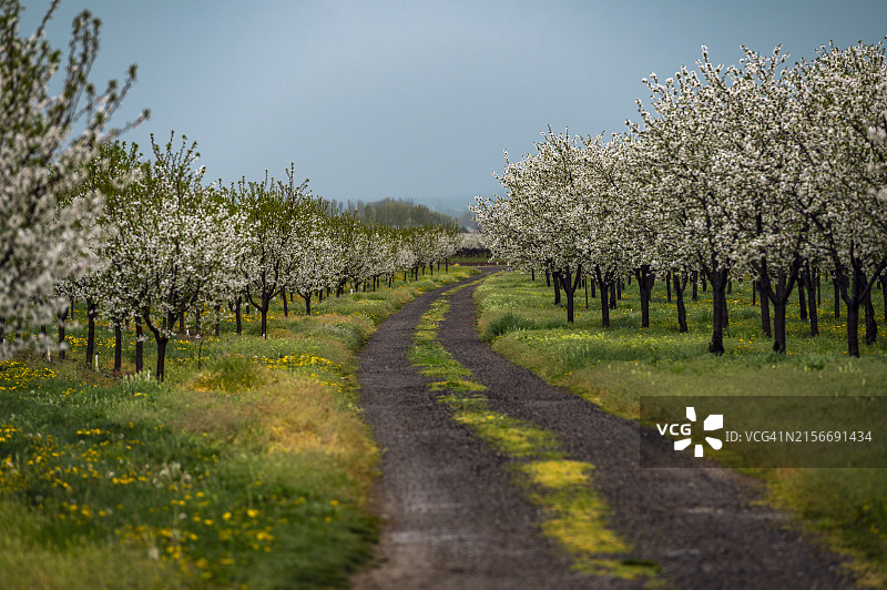 樱花盛开的果园土路图片素材