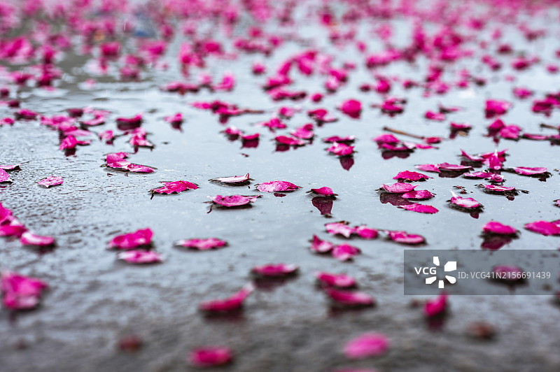雨后人行道上的亮粉色樱花花瓣图片素材