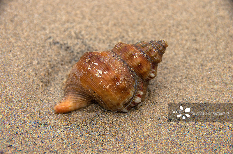 沙滩上的海螺贝壳（Ranella australasia）图片素材