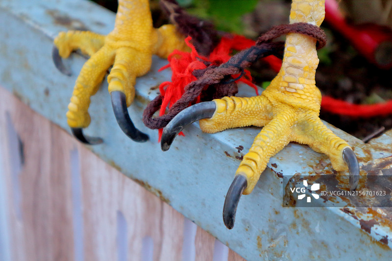 鹰爪的特写和细节，爪子或脚抓住用线串绑在一起的铁金属棒图片素材