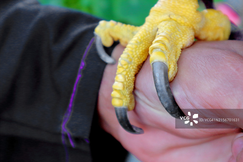 鹰爪或脚抓住没有安全手套的人手的下部图片素材