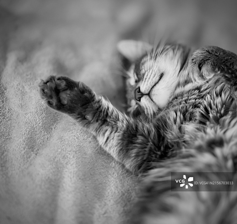 猫咪在床上睡觉图片素材