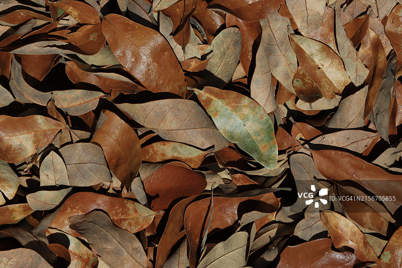 人行道排水沟里的落叶图片素材