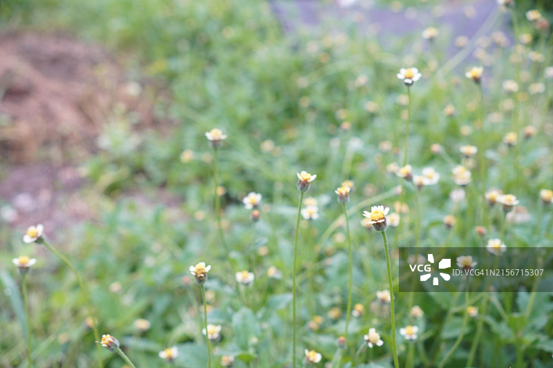 外套纽扣，墨西哥雏菊，三叶草雏菊，野生雏菊花草图片素材