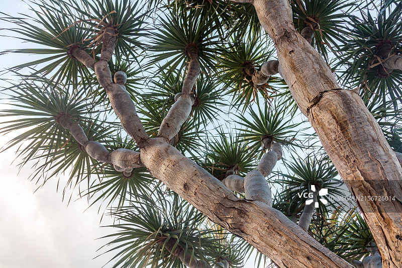 加那利群岛龙血树图片素材