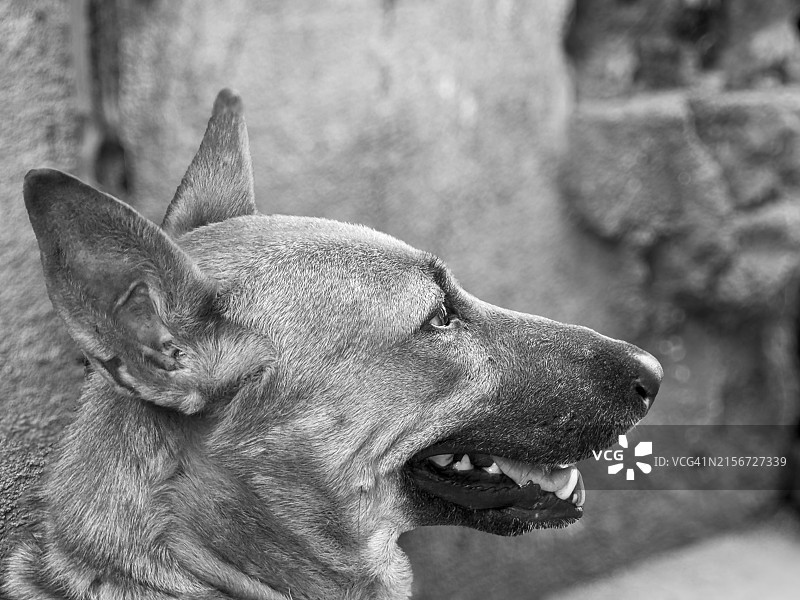 大街上的狗图片素材