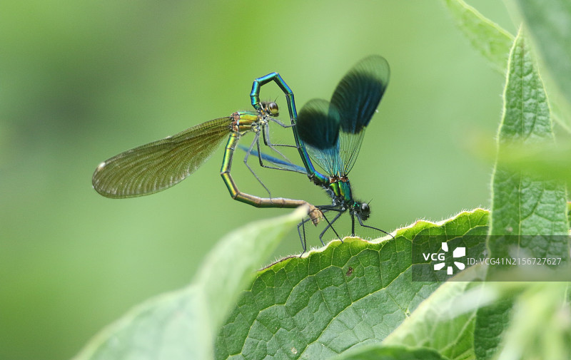 在湍急的河流边的一片叶子上，一对带纹少女豆娘，灿烂的Calopteryx。图片素材