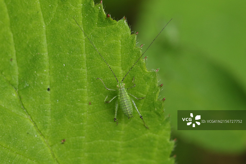 叶子上的一只点斑绿螽若虫图片素材