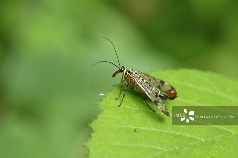 栖息在叶子上的绚丽雄性蝎蛉图片素材