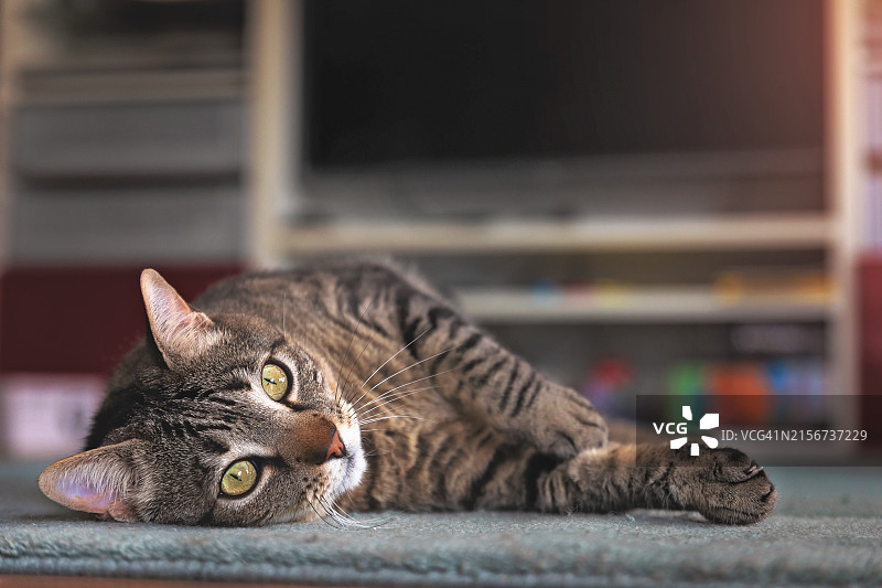 躺下看着镜头的虎斑猫图片素材