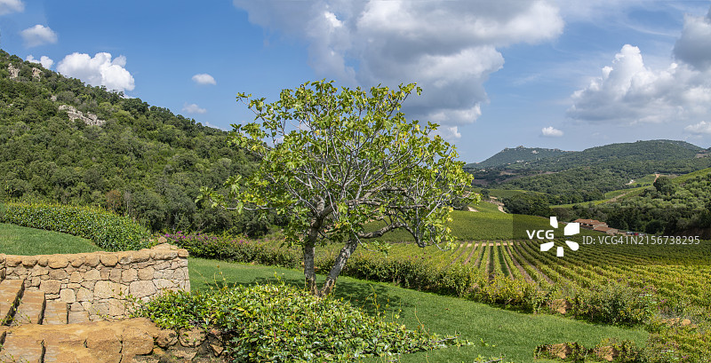 撒丁岛葡萄园景观图片素材