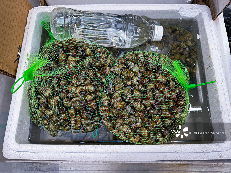 横滨桥市场的新鲜河螺图片素材