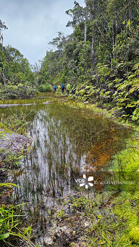 马来西亚沙捞越巴里奥普隆陶国家公园的沼泽远景图片素材