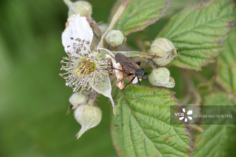 悬钩子花图片素材