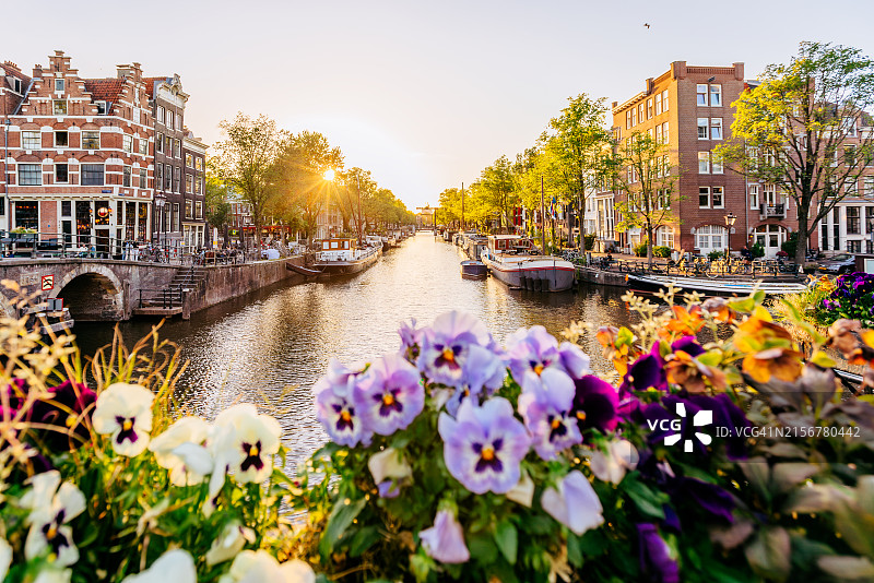 荷兰阿姆斯特丹夏日鲜花盛开图片素材