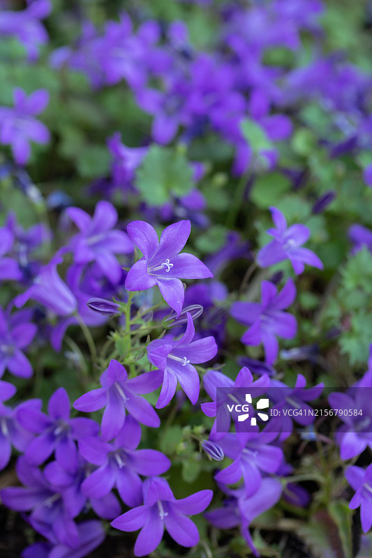 塞尔维亚风铃草图片素材