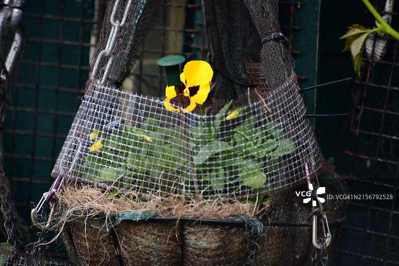 黄色和黑色三色堇静物图片素材