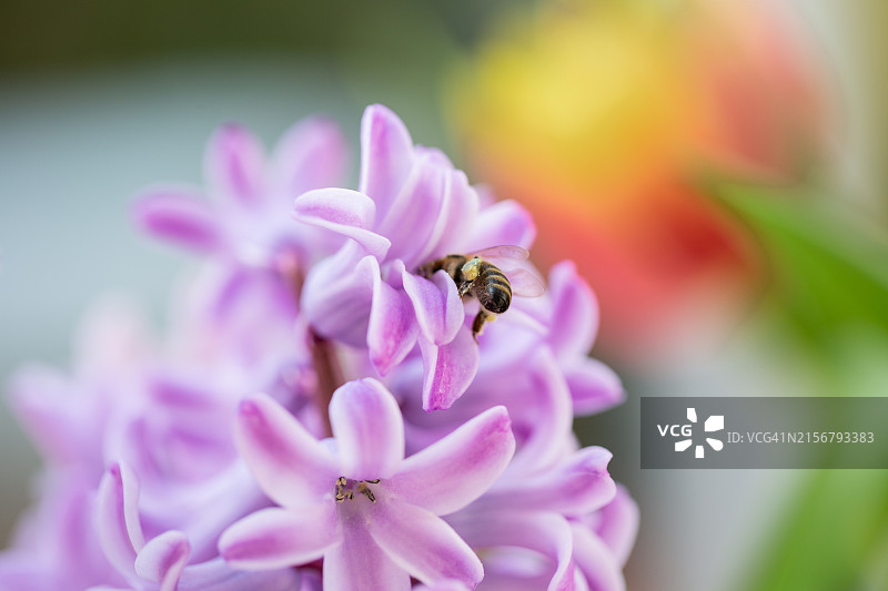风信子与西方蜜蜂图片素材