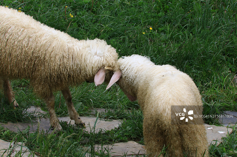 山羊角斗争夺统治地位图片素材