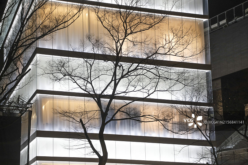 表参道灯光建筑下的光秃树图片素材