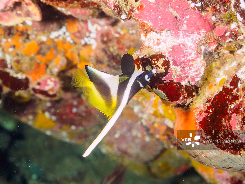 可爱的单角蝴蝶鱼，摄于日本静冈县伊豆半岛图片素材