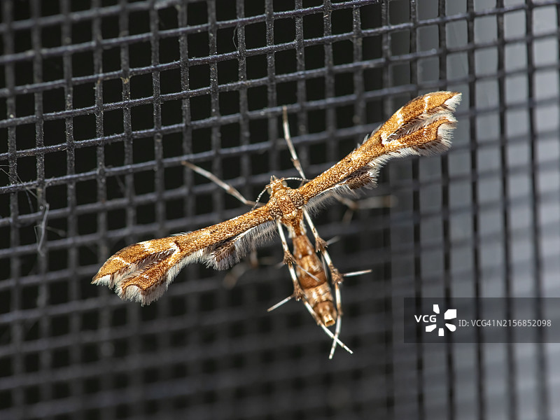 葡萄羽蛾图片素材