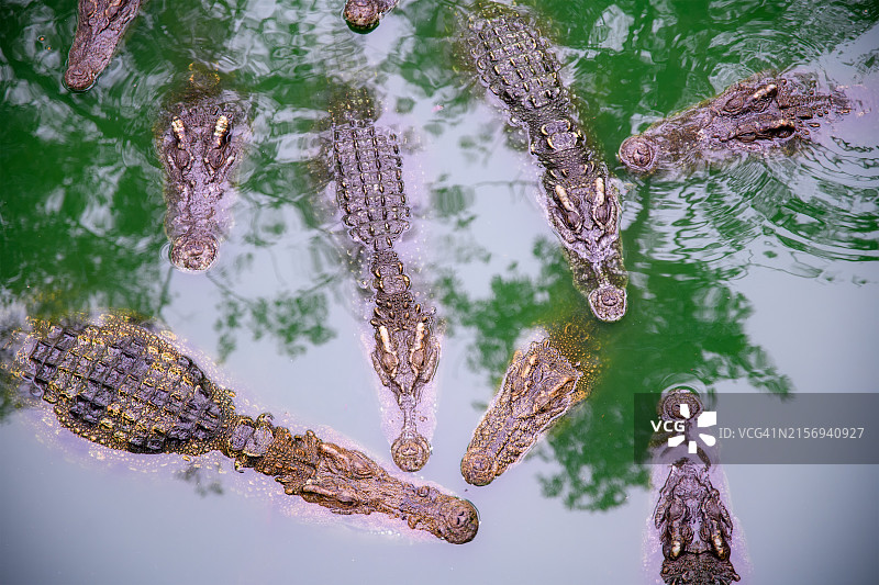 水中的鳄鱼图片素材