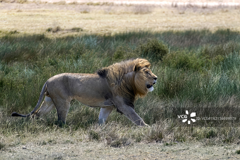 在塞伦盖蒂平原上移动的雄狮 - 坦桑尼亚图片素材