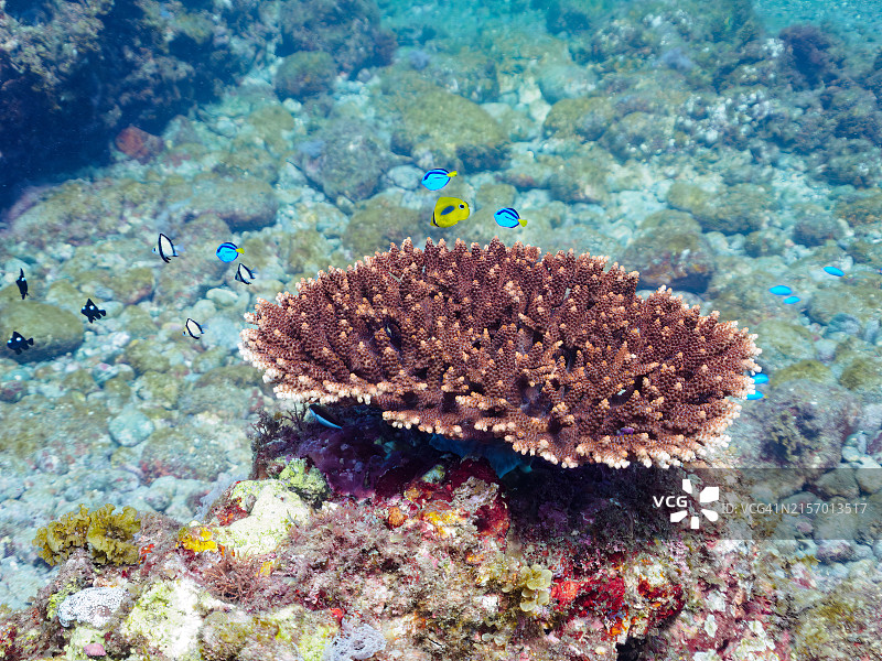 美丽的桌面珊瑚和可爱的幼鱼群图片素材