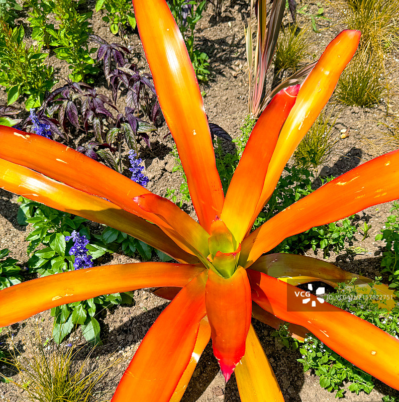 橙色、绿色和金色凤梨科植物图片素材