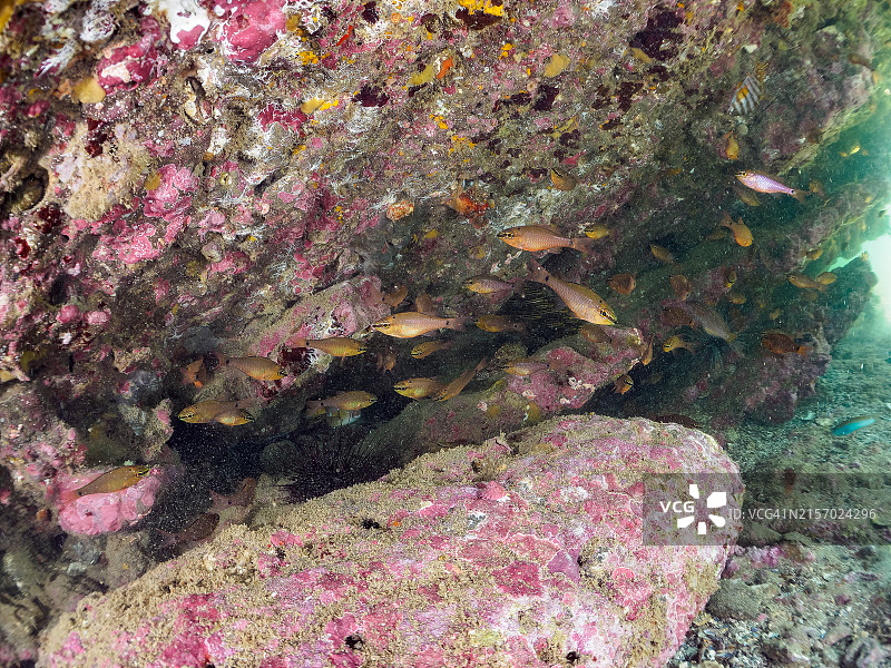 成群结队的燕尾 cardinalfish 和箱鲀图片素材