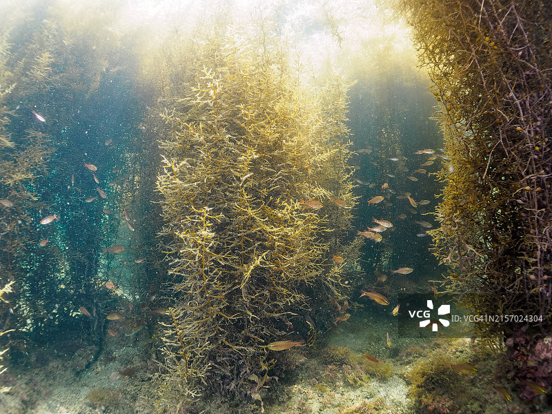 一群美丽的 Spotnape cardinalfish 和其他幼鱼在海藻森林中图片素材