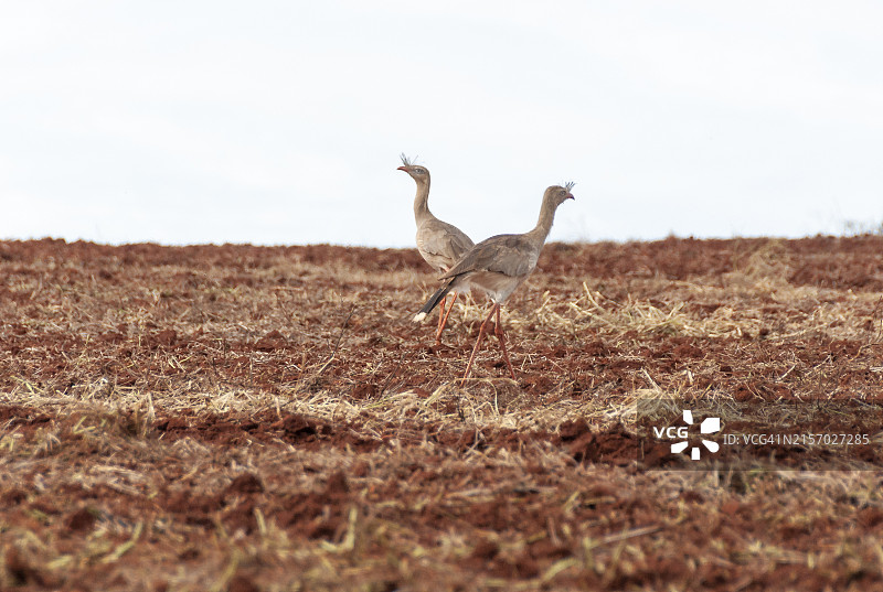 巴西隆德里纳地区农场里的一种鸟。图片素材