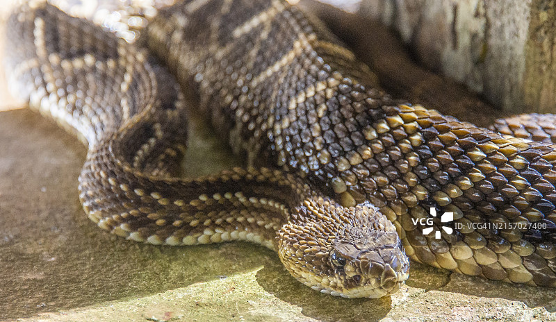 巴西隆德里纳地区的农场响尾蛇图片素材