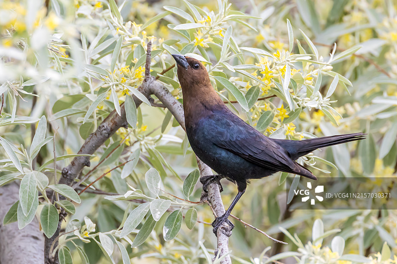 棕头牛鹂图片素材