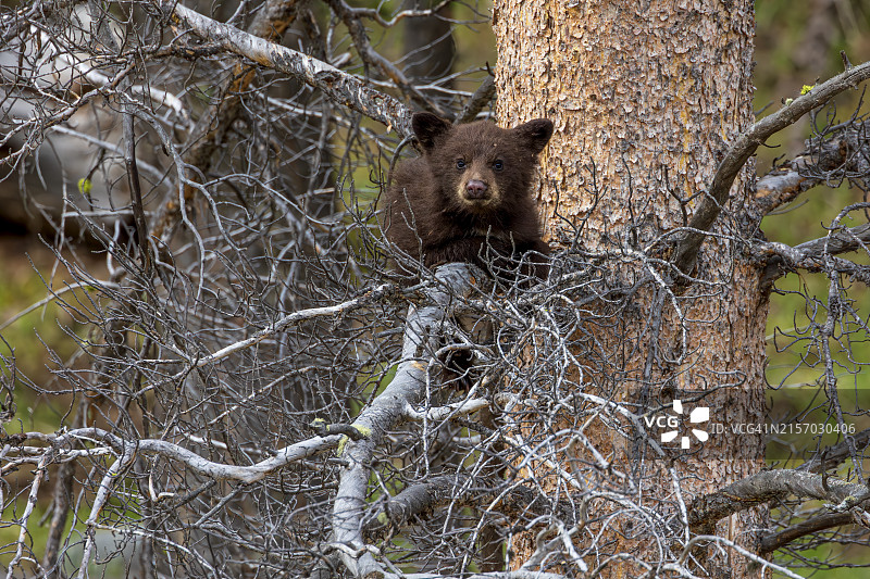 放松的幼熊图片素材