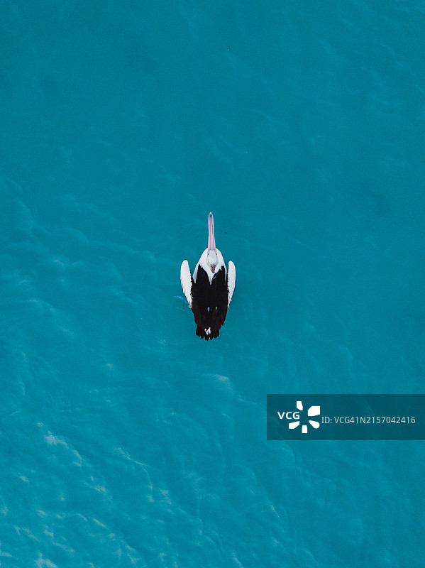 西澳大利亚布鲁姆，罗巴克湾中漂浮的澳洲鹈鹕图片素材