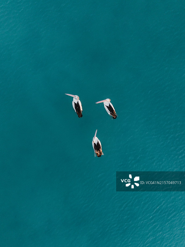 三只澳洲鹈鹕漂浮在澳大利亚西澳大利亚州布鲁姆的罗巴克湾，无人机视角图片素材