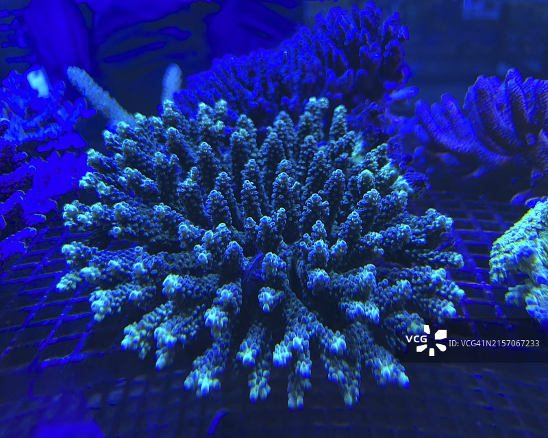 蓝色灯光下的珊瑚鱼缸图片素材