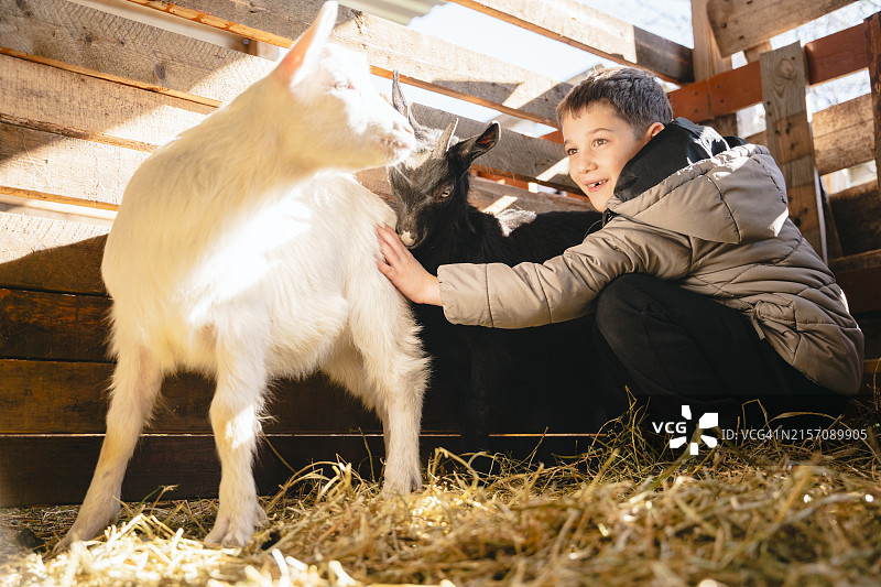 在马厩里和山羊在一起的男孩图片素材
