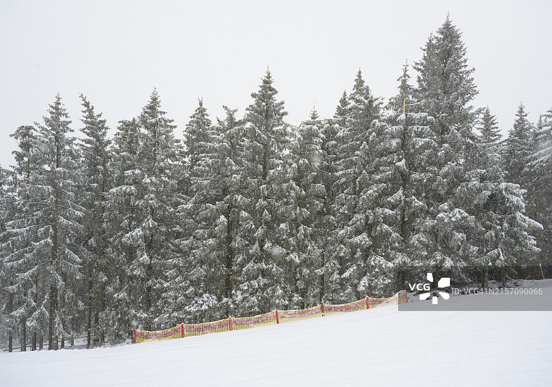 德国北莱茵-威斯特法伦州绍尔兰地区滑雪道旁的针叶树图片素材